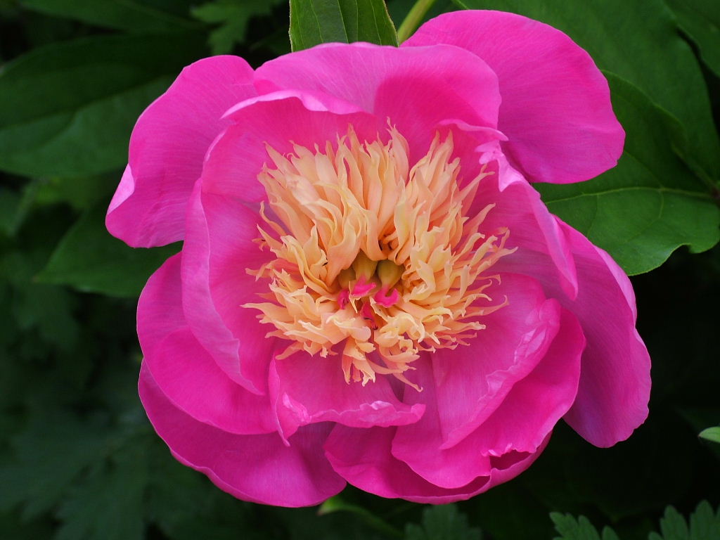 DSCF2291, Scloss Klessen