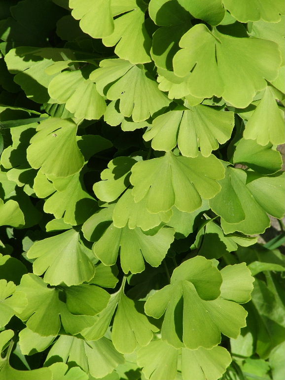 DSCF2319, West Havelland