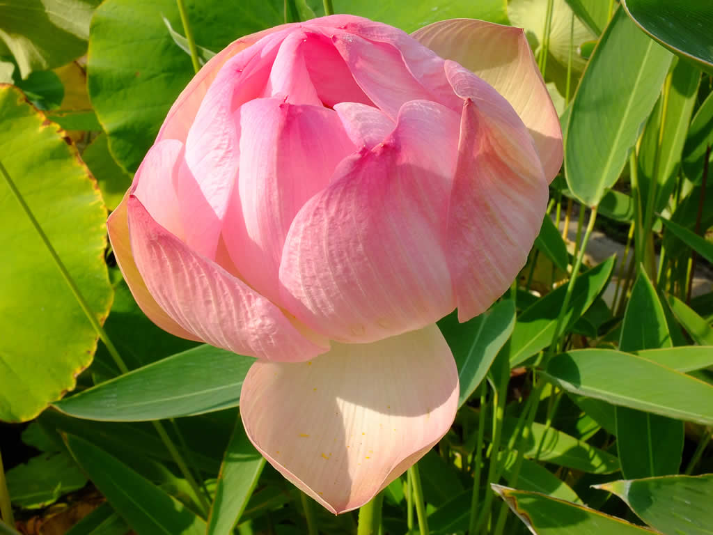 DSCF1450  Botanical Gardens, Zagreb