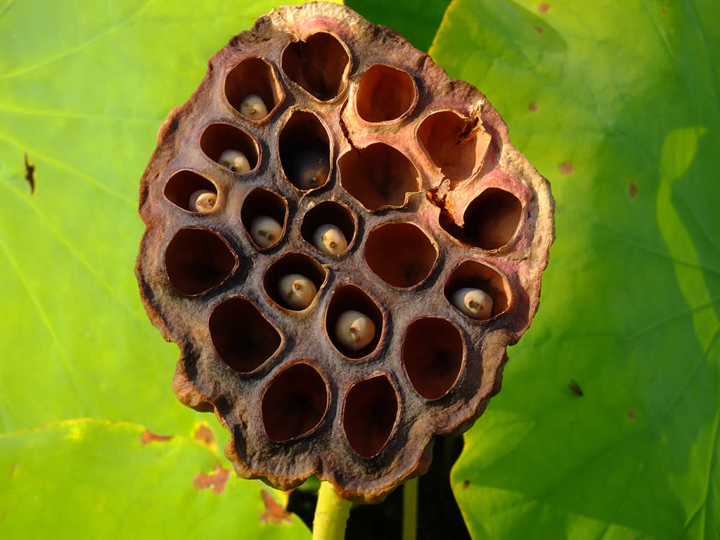 DSCF1451  Botanical Gardens, Zagreb