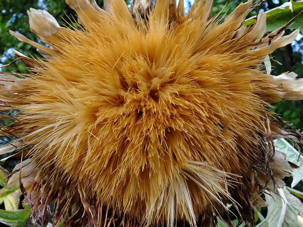 DSCF14636  Botanical Gardens, Zagreb